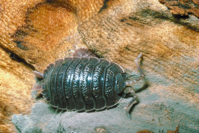 Porcellio scaber Lava мокрицы