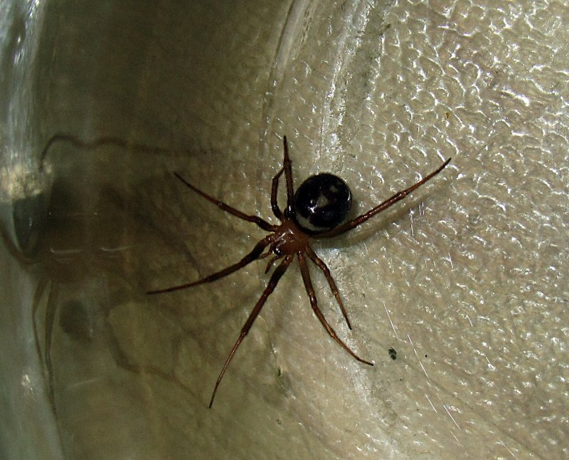 Tegenaria Agrestis паук Бродяга