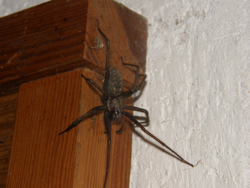Aphonopelma seemanni птицеед