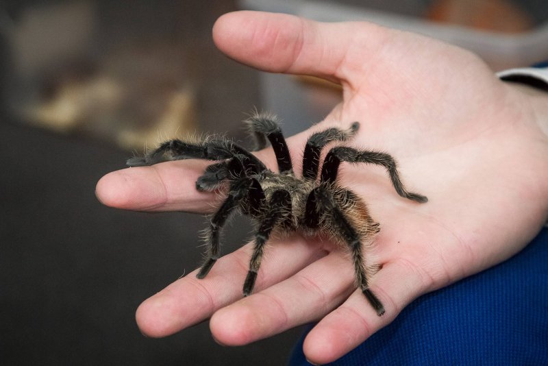 Паук Tegenaria SP