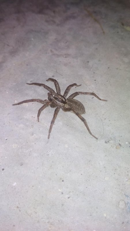 Паук Tegenaria duellica