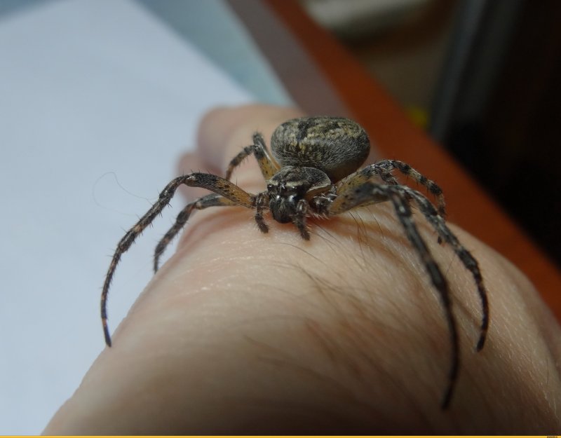Паук тегенария домовая