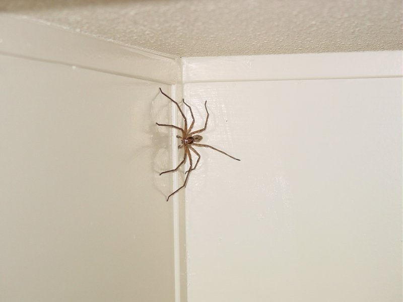 Паук птицеед Grammostola rosea