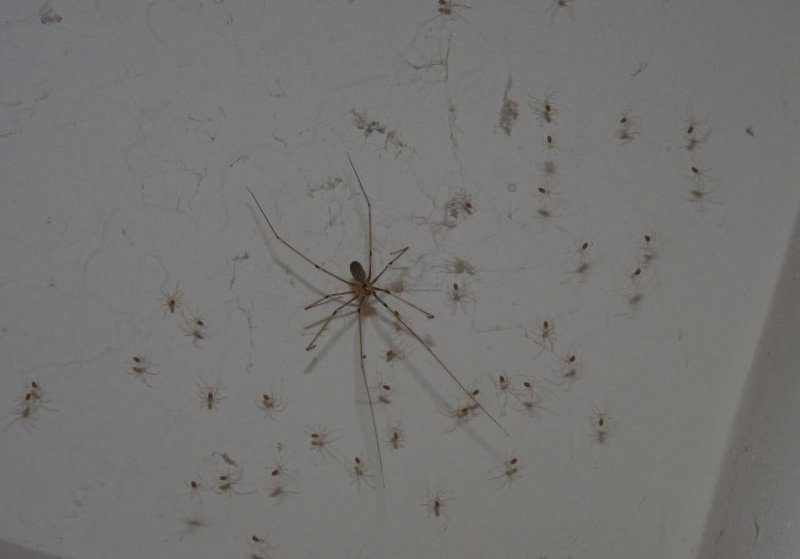 Чердачный паук (Tegenaria atrica)