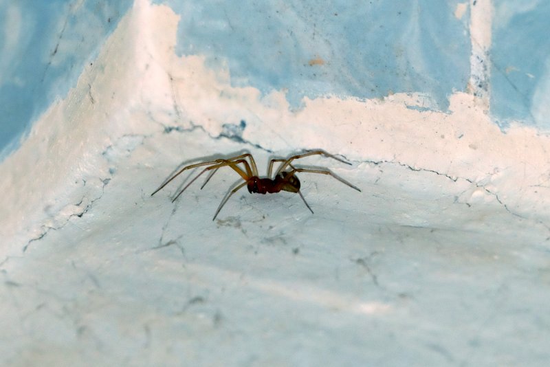 Xenesthis SP Blue