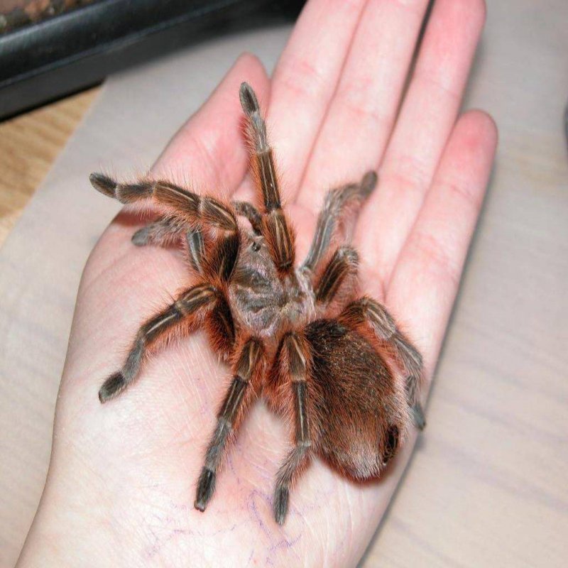 Eratigena atrica