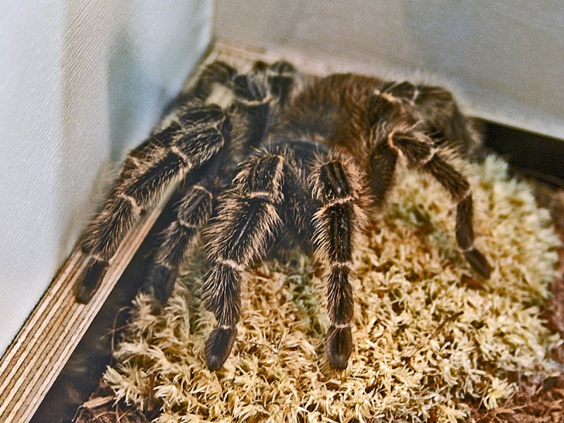 Avicularia aurantiaca