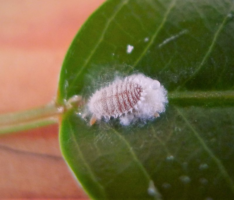 Личинка листоеда Eumolpinae