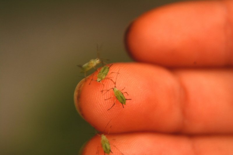 Зеленые жучки на комнатных растениях