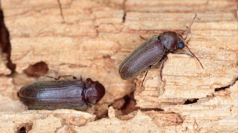 Жуки кожееды Dermestes Lardarius