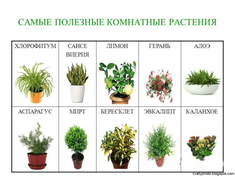 Комнатные растения наз