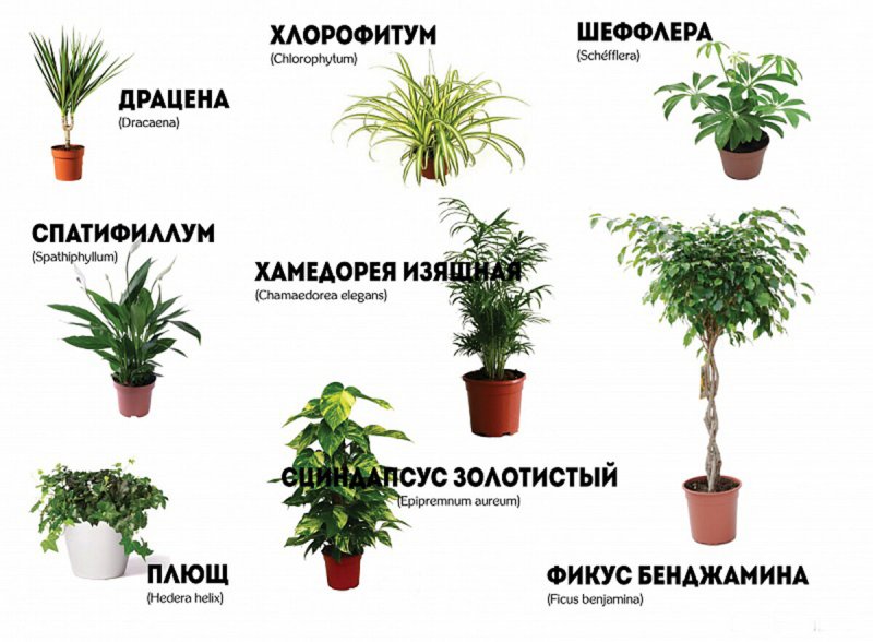 Комнатные растения названия