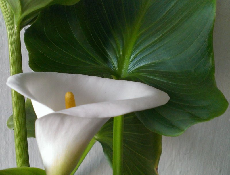 Калла эфиопская (Calla aethiopica)