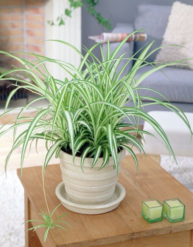 Хлорофитум хохлатый Chlorophytum comosum
