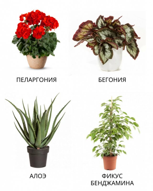 Полезные комнатные растения для квартиры