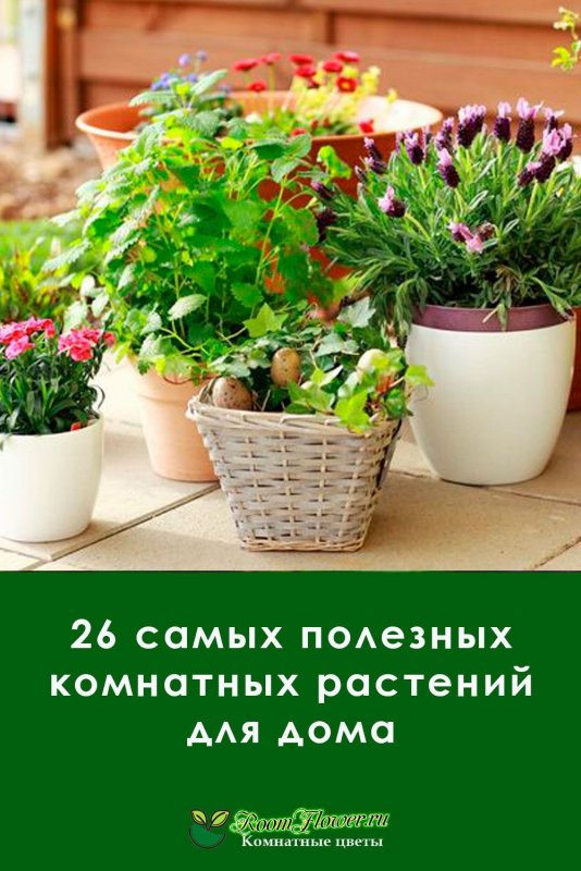 Самые полезные цветы для дома домашние