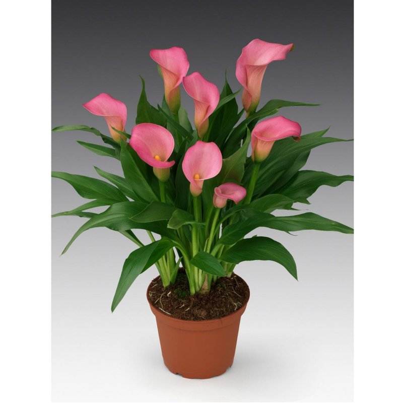 Калла (Zantedeschia) Самур
