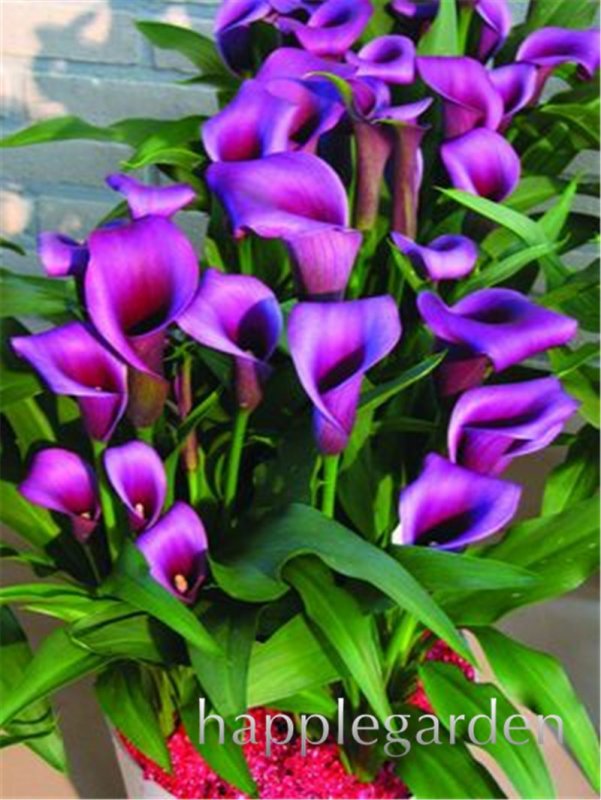 Калла Пако