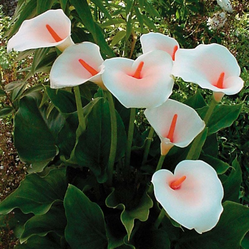 Калла Зантедеския Zantedeschia aethiopica