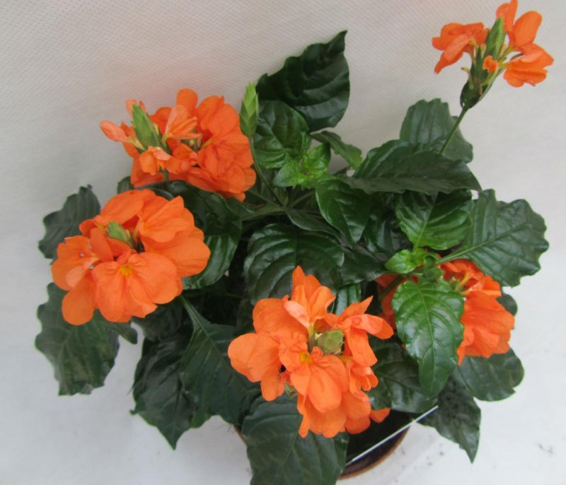 Кроссандра (Crossandra)