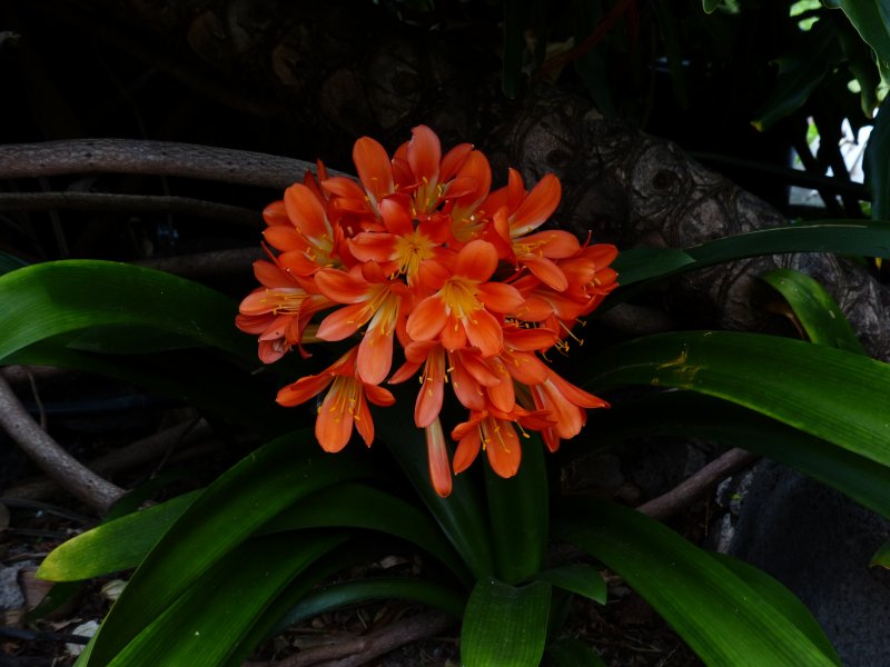 Оранжевый Clivia Clivia miniata