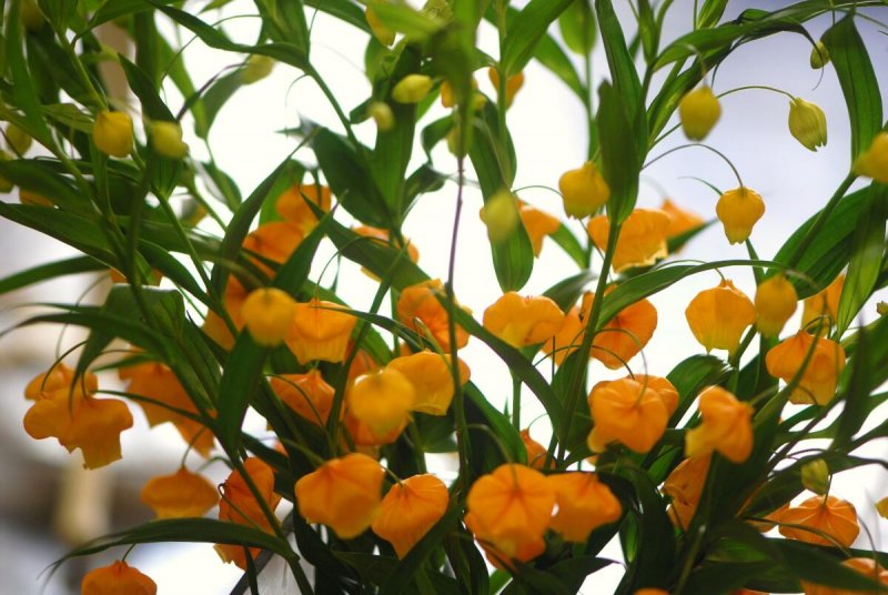 Сандерсония Sandersonia aurantiaca зона зимостойкости