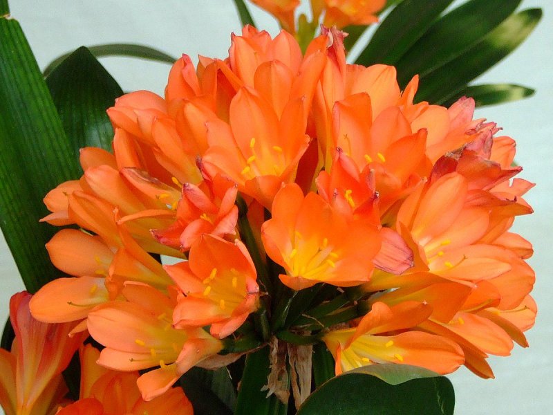 Кливия - Clivia d10 h20