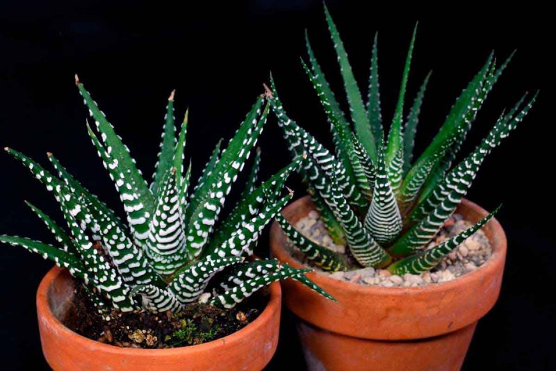 Хавортия полосатая (Haworthia fasciata)