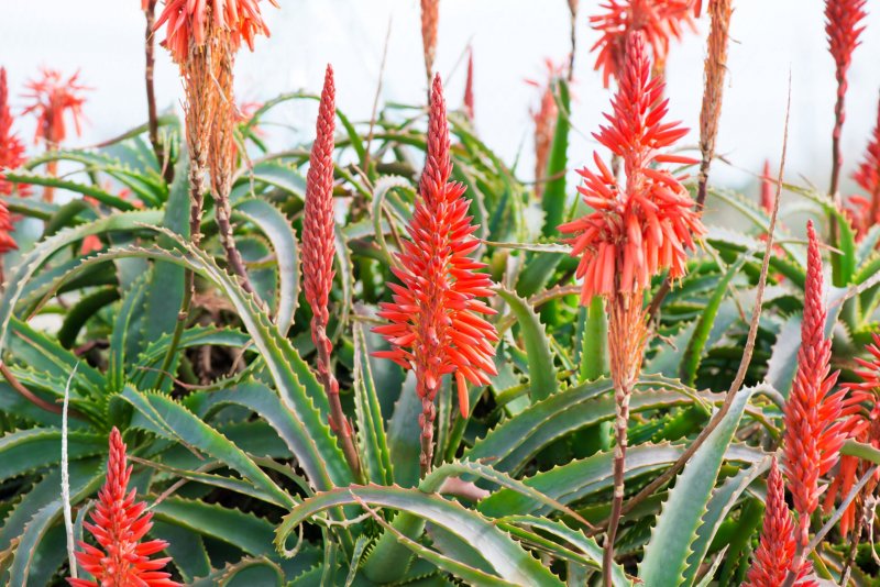 Алоэ древовидное (Aloe arborescens)