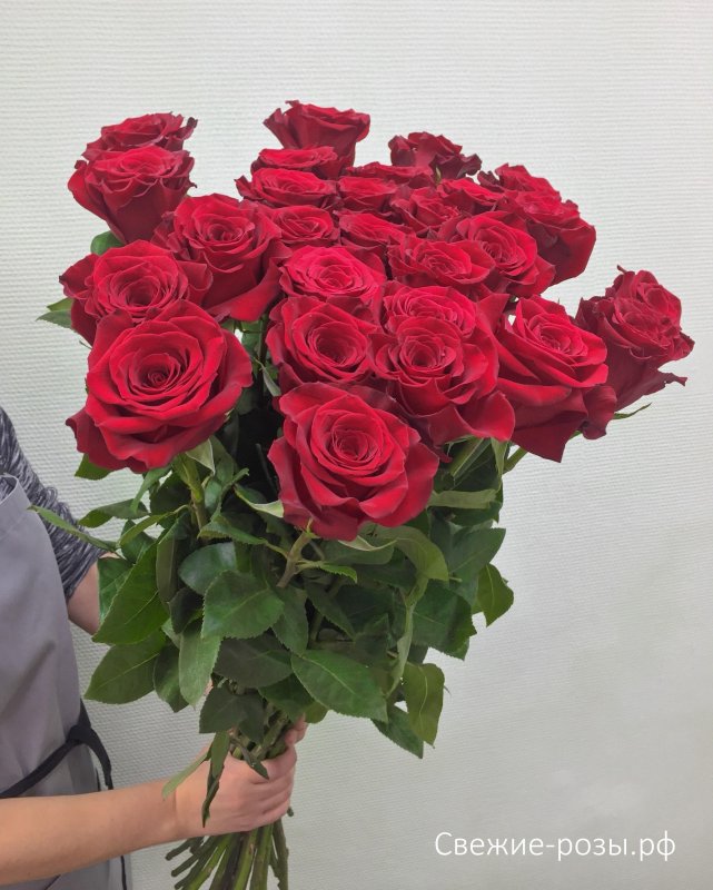 Red Panther роза Эквадор