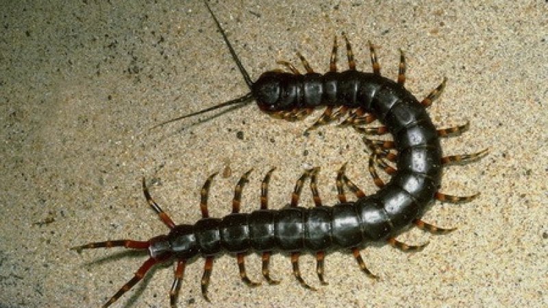 Обыкновенная мухоловка (Scutigera coleoptrata)