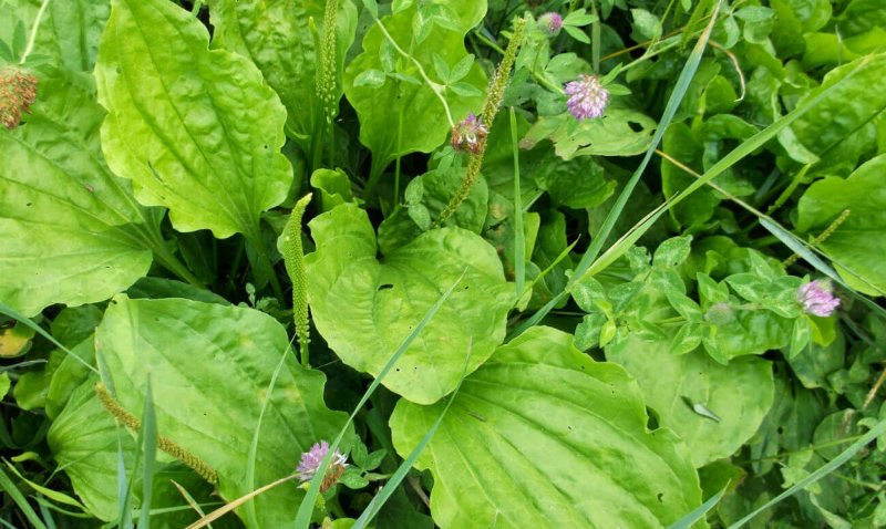 Подорожник большой Plantago Magna