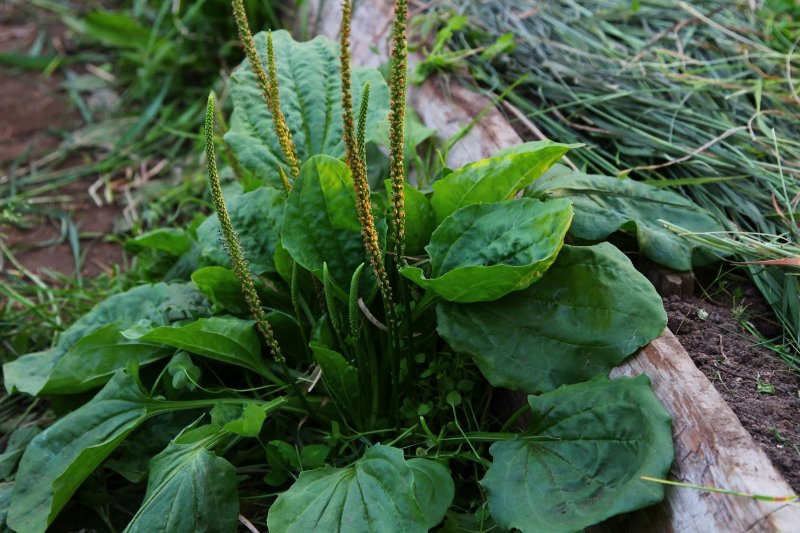 Подорожник Plantago Psyllium