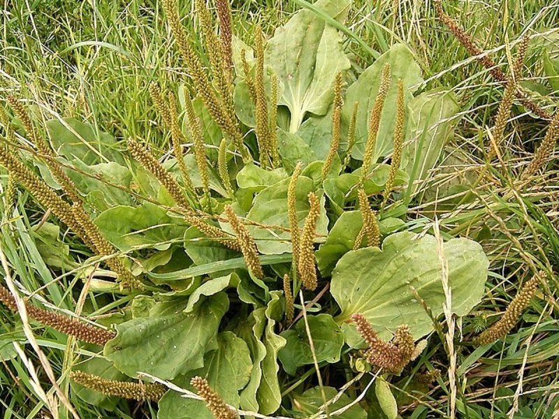 Подорожник большой (лат. Plantago Magna)