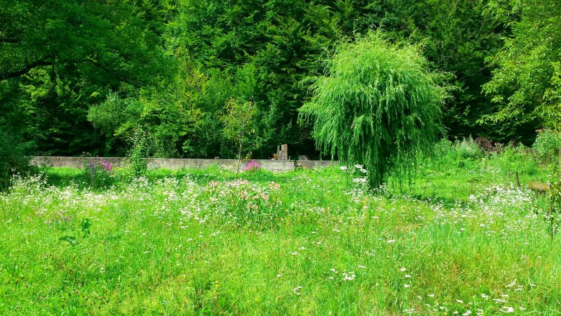 Экосистемы луг Брянская область