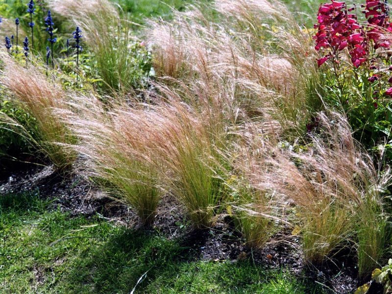 Ковыль волосатик Stipa capillata