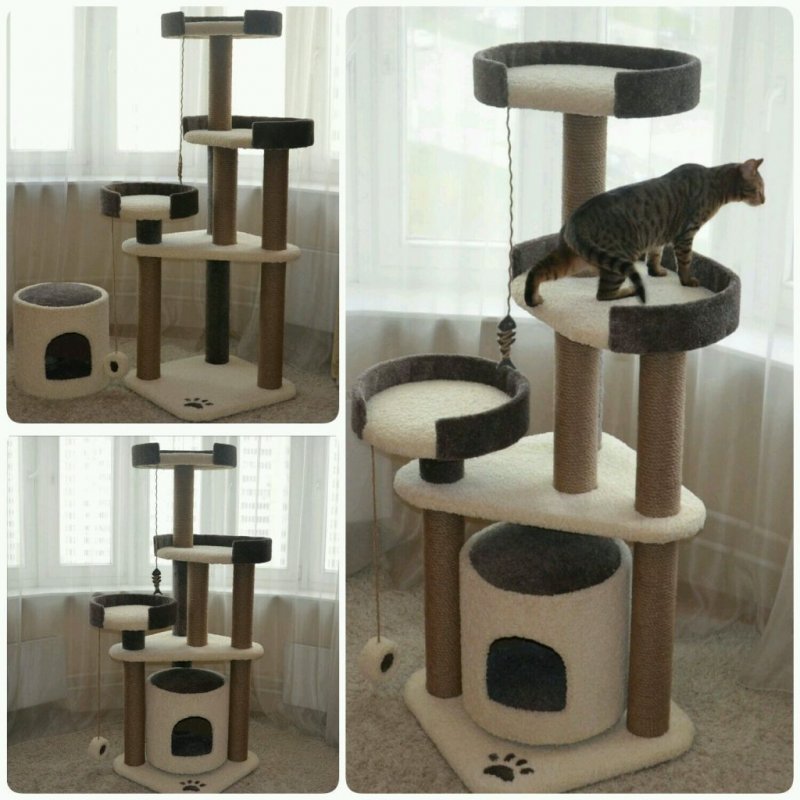 Кошачий комплекс