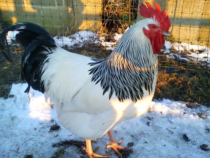 Чешский Доминант куры