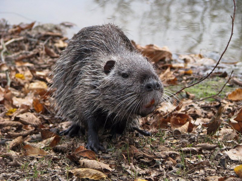 475 Nutria нутрия металлик