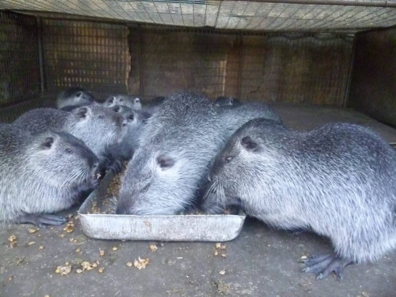 Нутрия Онуфрий