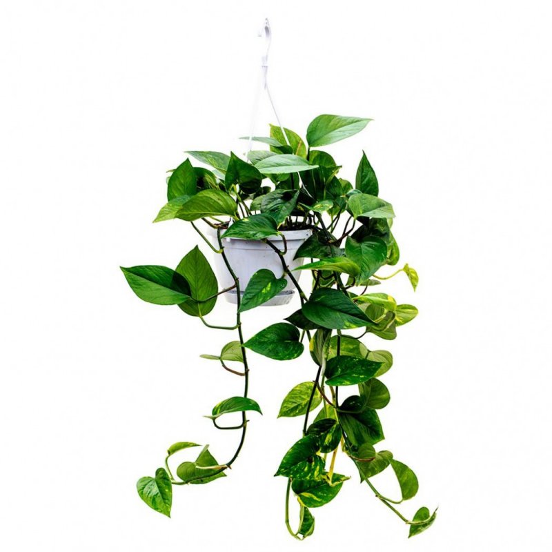 Эпипремнум Golden Pothos