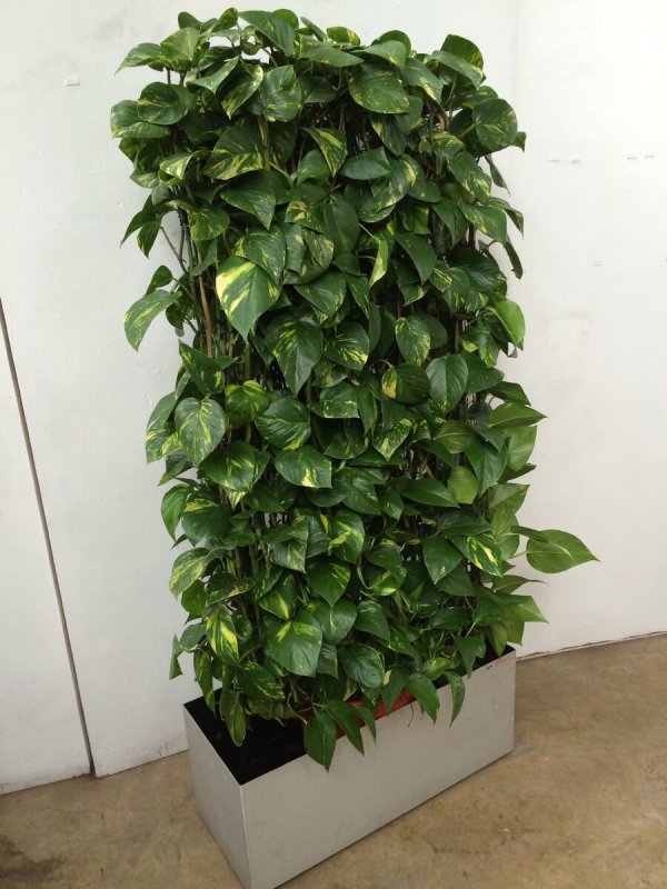 Эпипремнум золотистый Epipremnum Aureum