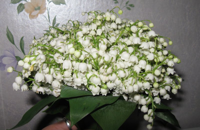 Ландыши для Оли