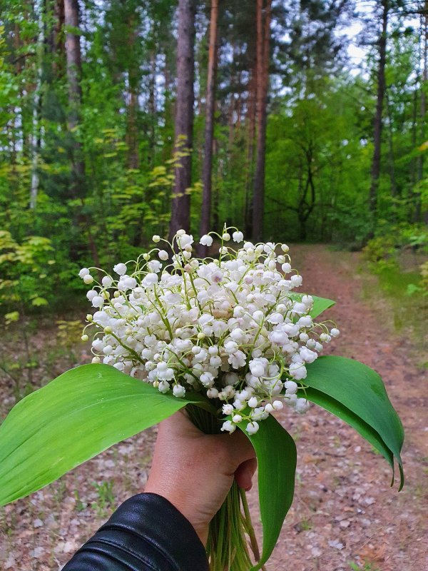 Букет ландышей в руках
