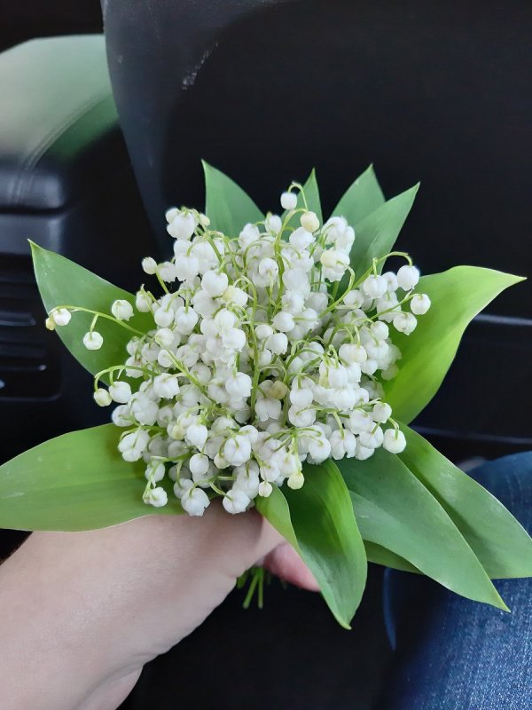 Ландыши в руках
