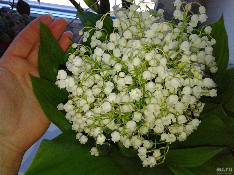 Ландыши в руках