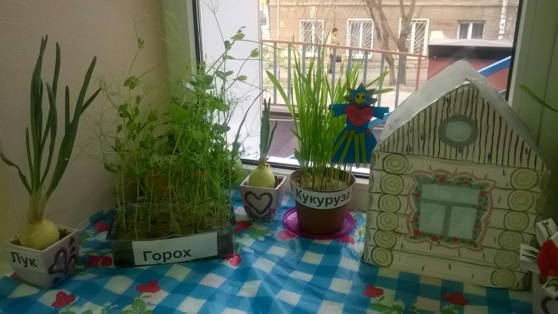Огород на подоконнике в средней группе