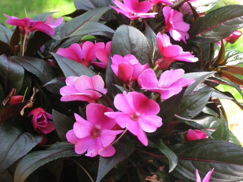 Бальзамин Петерса (Impatiens petersiana)