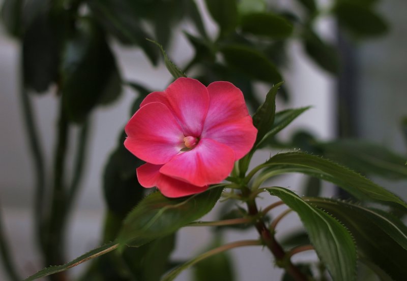 Бальзамин Impatiens