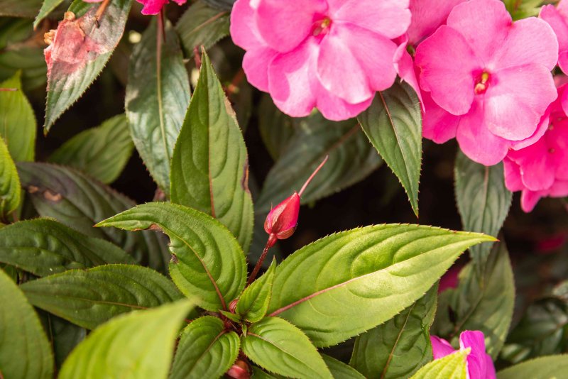 Бальзамин Impatiens